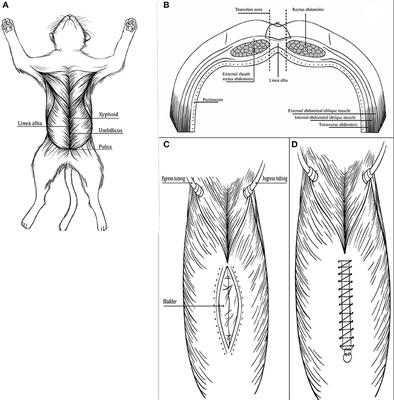Small vs. Large Suture Bite-to-Stitch Interval for Closure of Midline Celiotomy in Cats: A Biomechanical Study